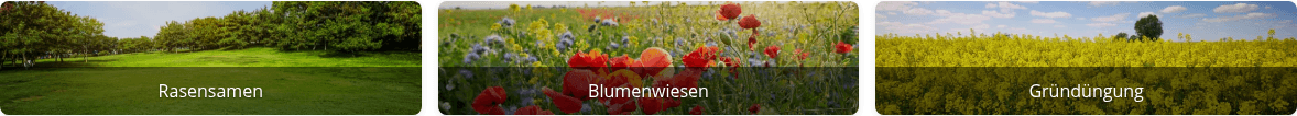 Drei Themenbanner mit Naturfotos: Rasensamen, Blumenwiesen, Gründüngung
